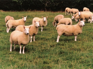 Welsh Halfbred lambs