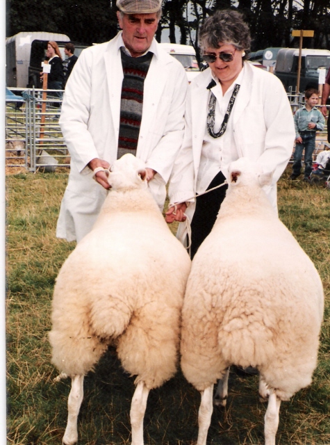 Welsh Halfbred show sheep