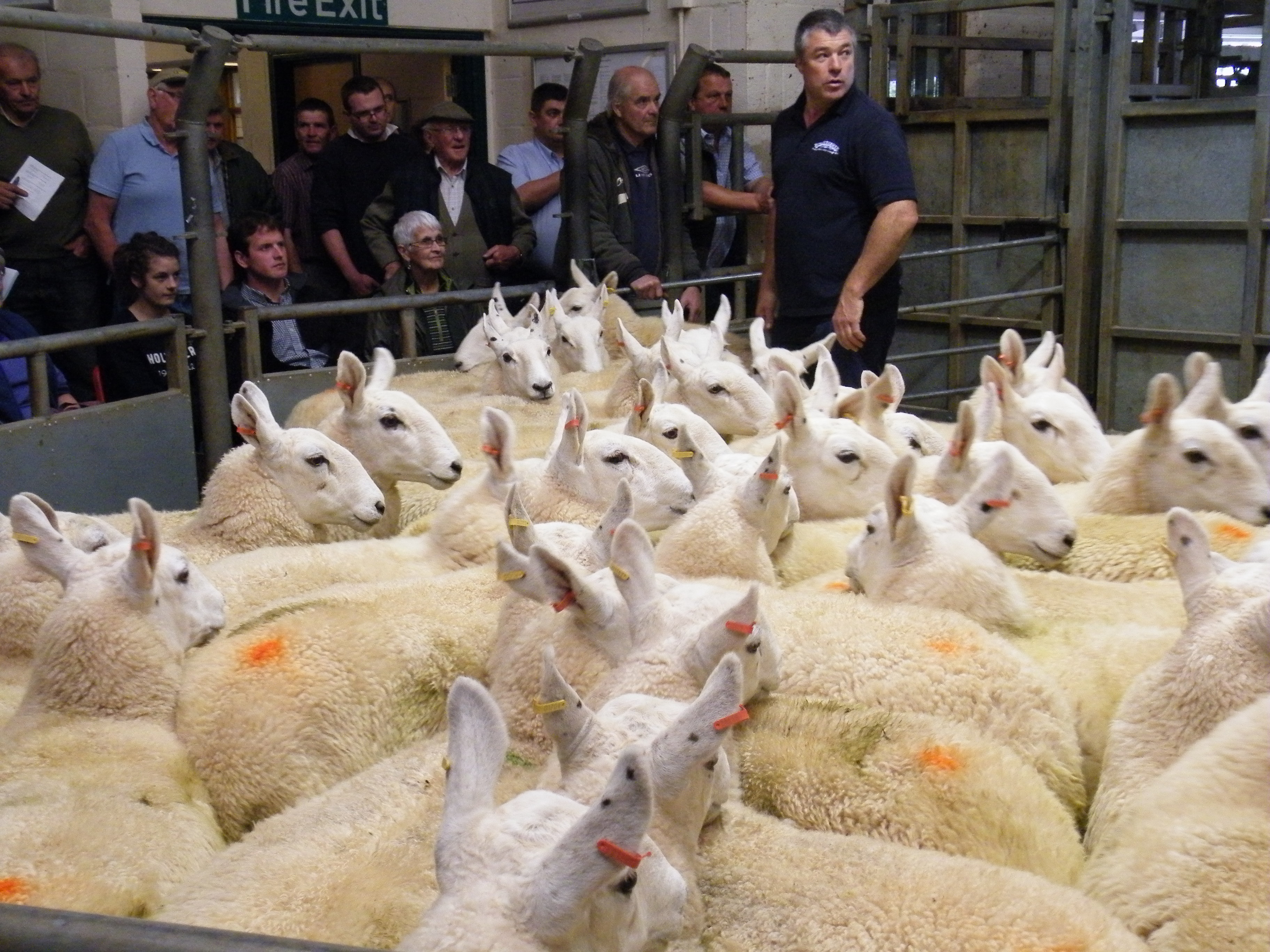 Top priced yearling ewes. Welsh Halfbred sale Ruthin 5.9.12